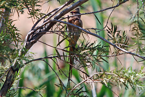 Red-faced mousebird